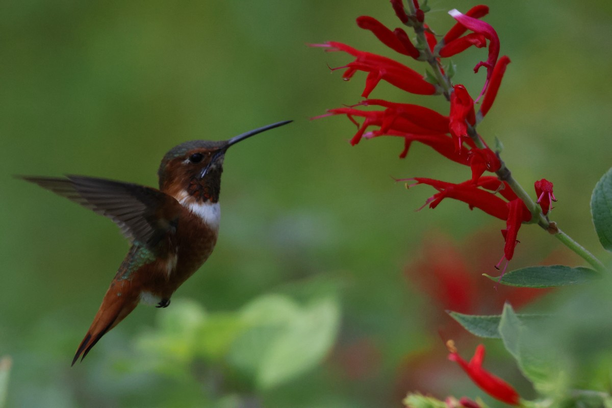 アレンハチドリ - ML644639429