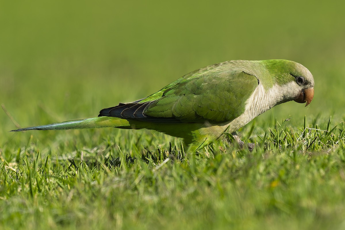 Mönchssittich - ML644639430