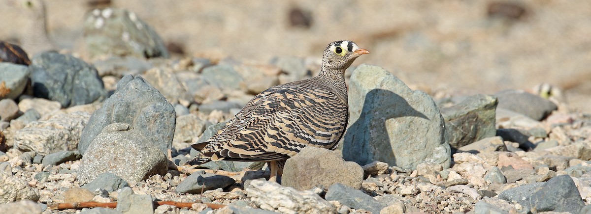 Lichtenstein's Sandgrouse - ML644639432