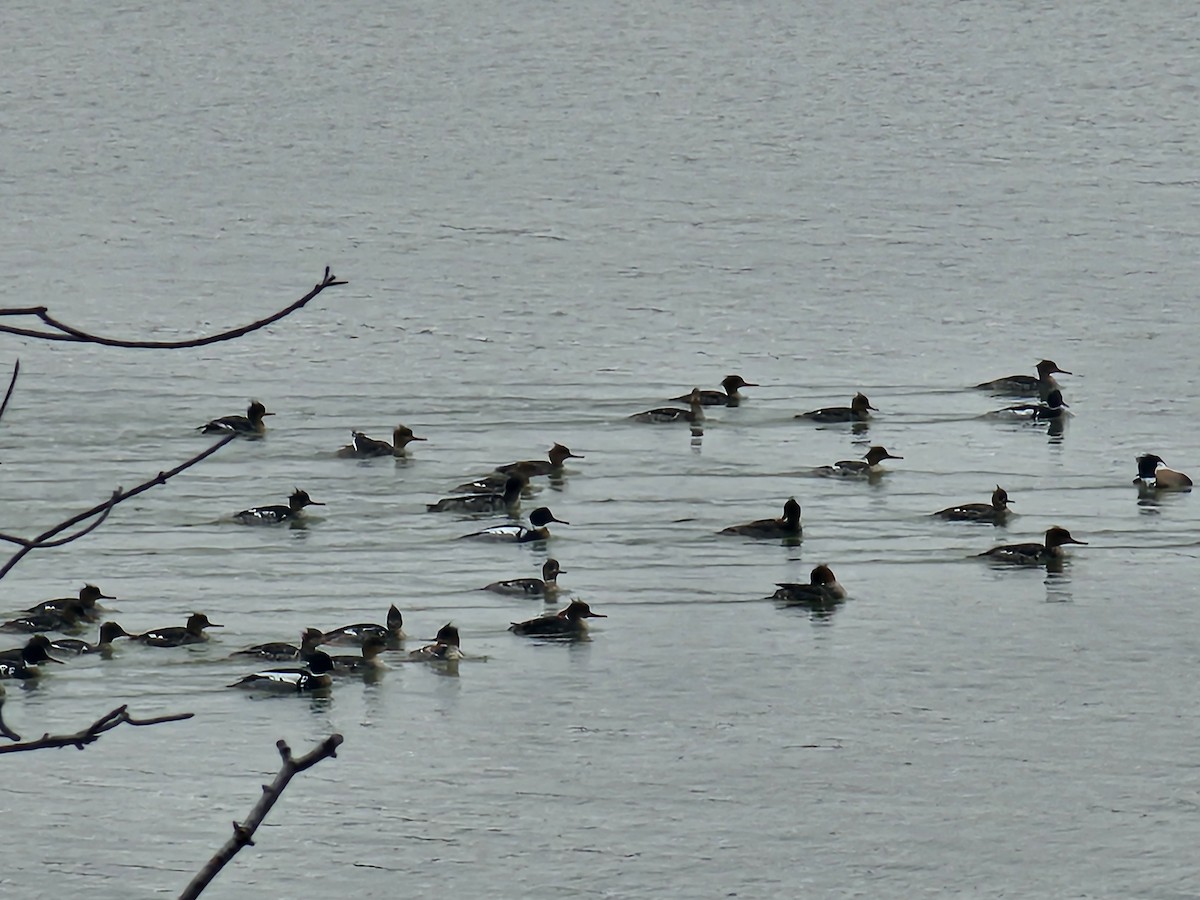 Red-breasted Merganser - ML644639433