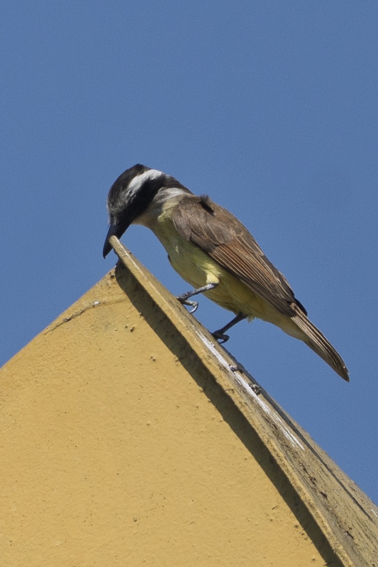 Great Kiskadee - ML644639434
