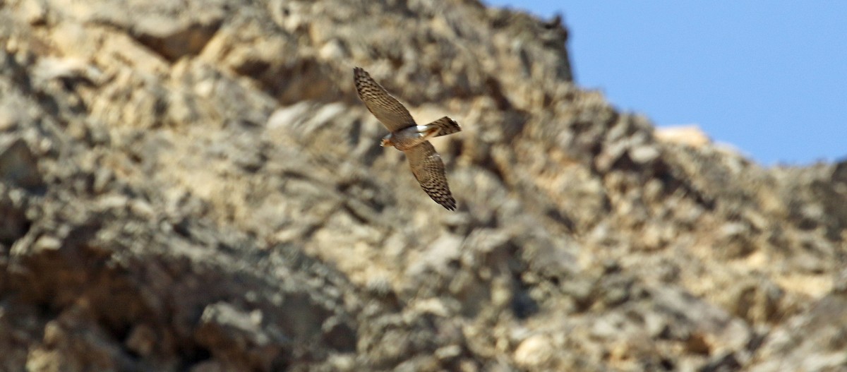 Gabirai arrunta - ML644639436