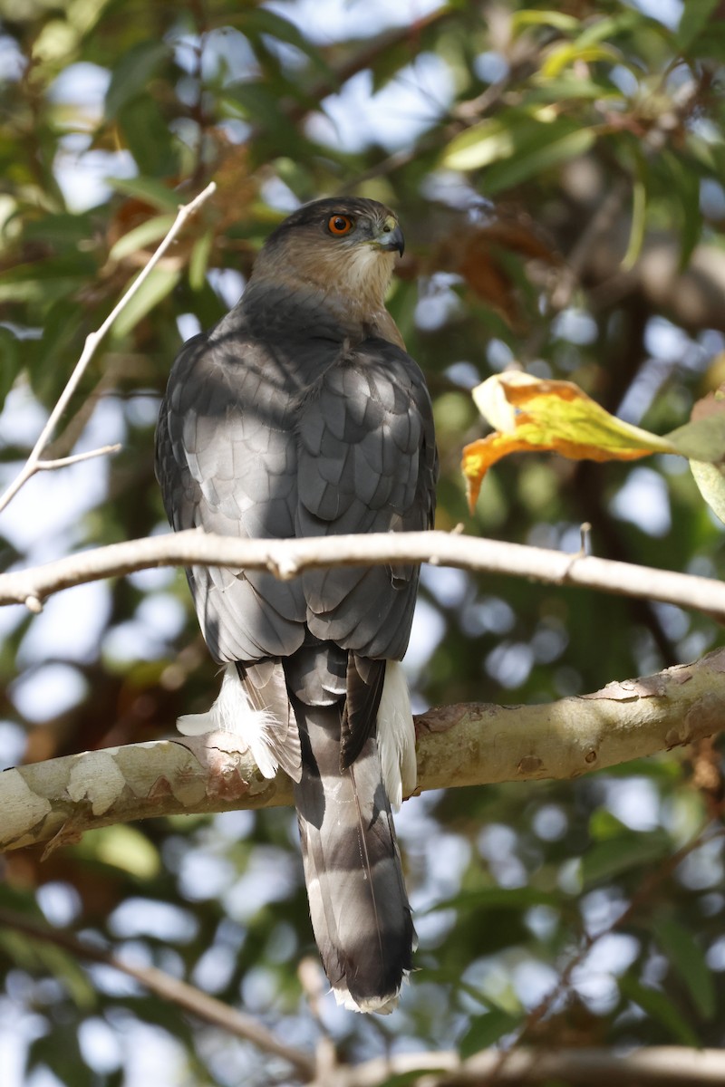 Cooper's Hawk - ML644639437