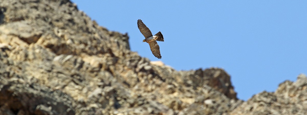 Gabirai arrunta - ML644639440