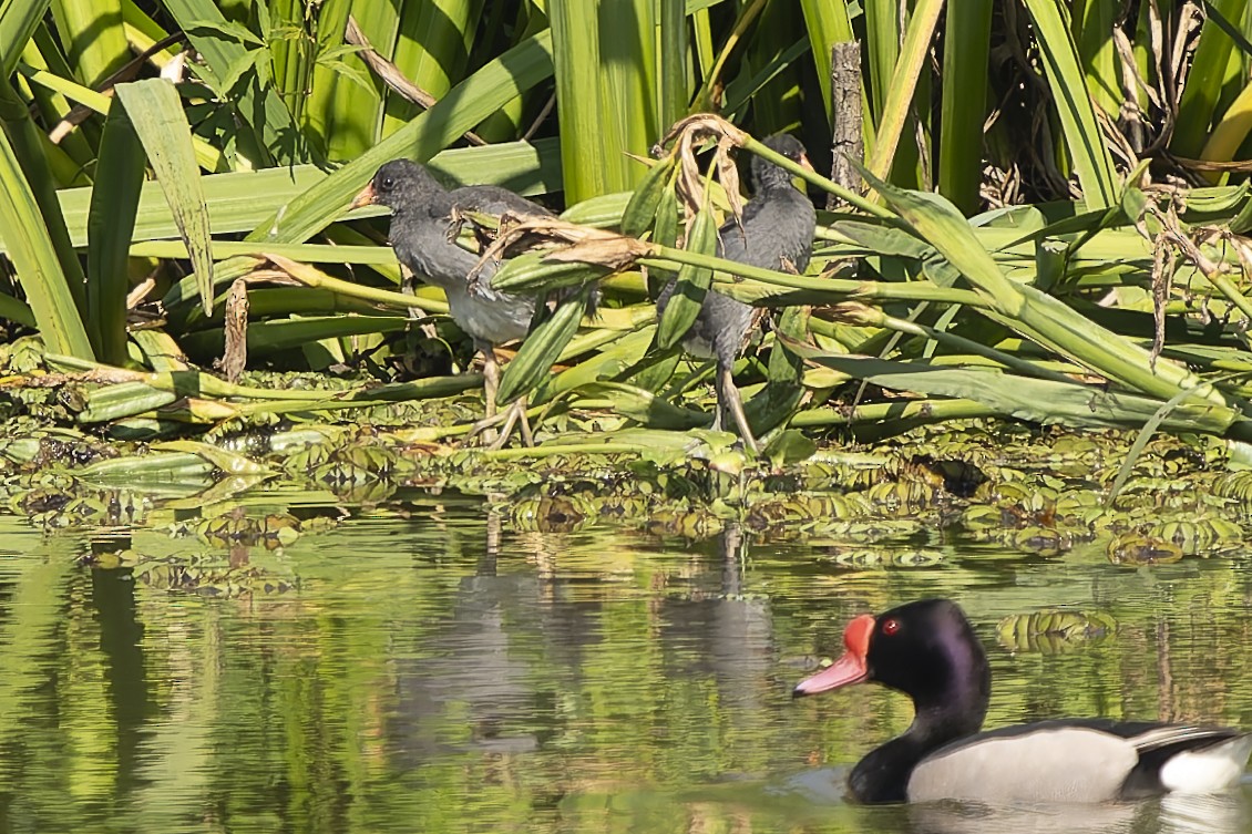 amerikasivhøne - ML644639466