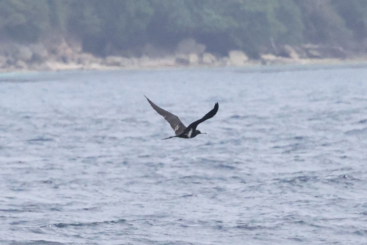 Фрегат-арієль - ML644639468