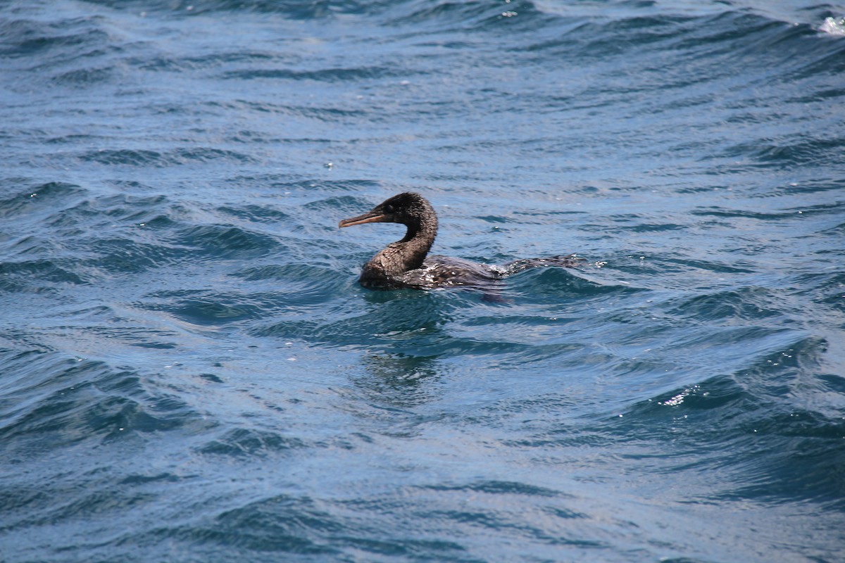 Flightless Cormorant - ML644639469
