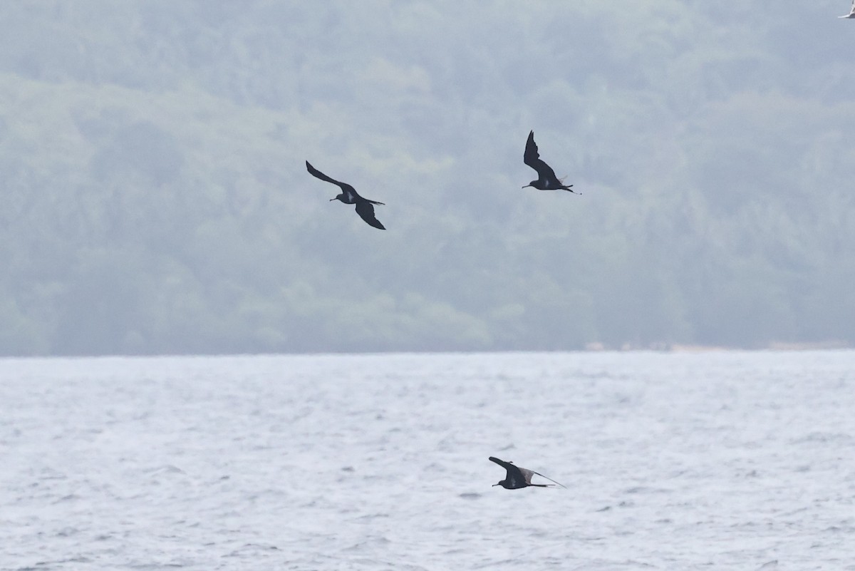 Фрегат-арієль - ML644639470