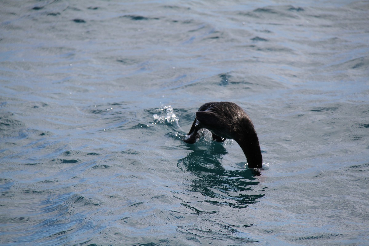 Flightless Cormorant - ML644639471