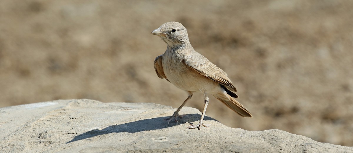 Desert Lark - ML644639472