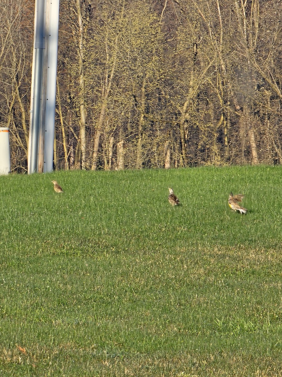 Eastern Meadowlark - ML644639478