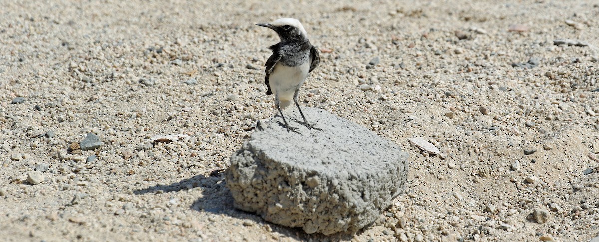 Keşiş Kuyrukkakanı - ML644639479