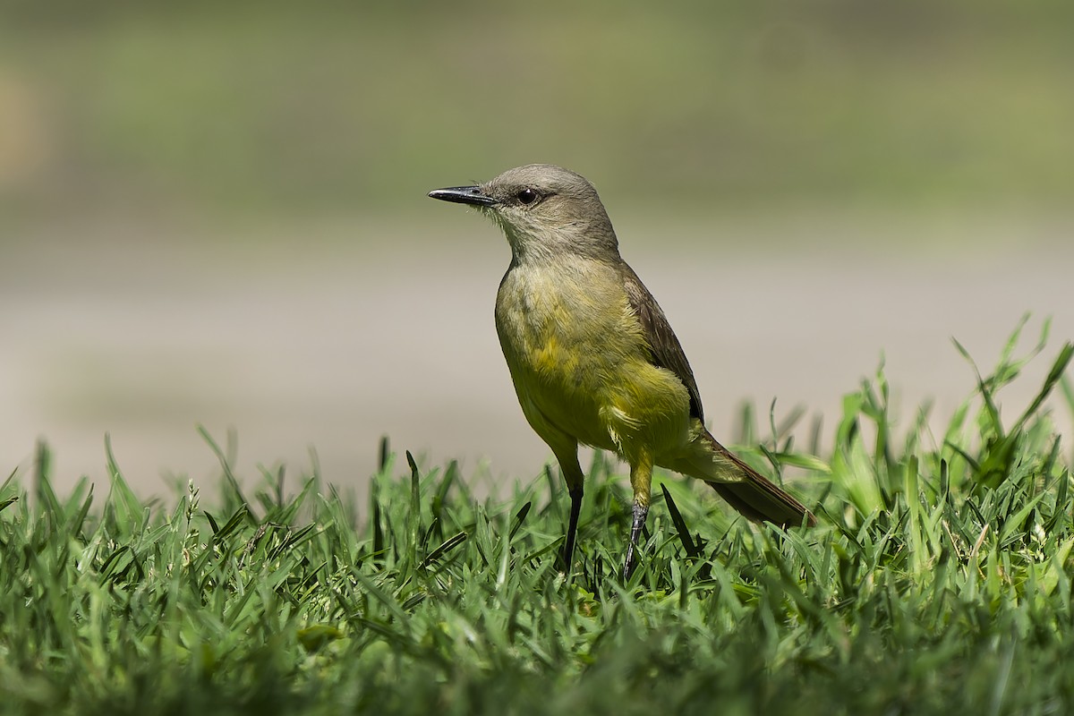 Cattle Tyrant - ML644639484