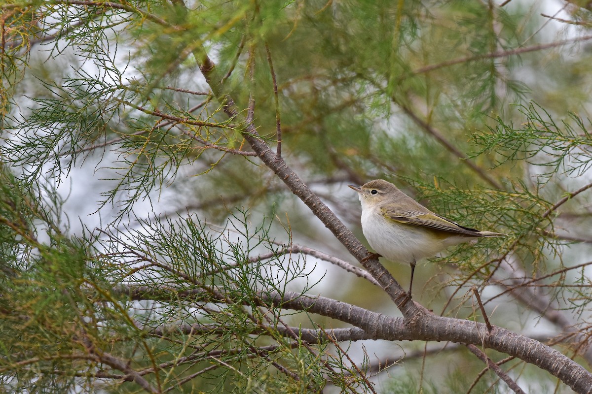 Eastern Bonelli's Warbler - ML644639488