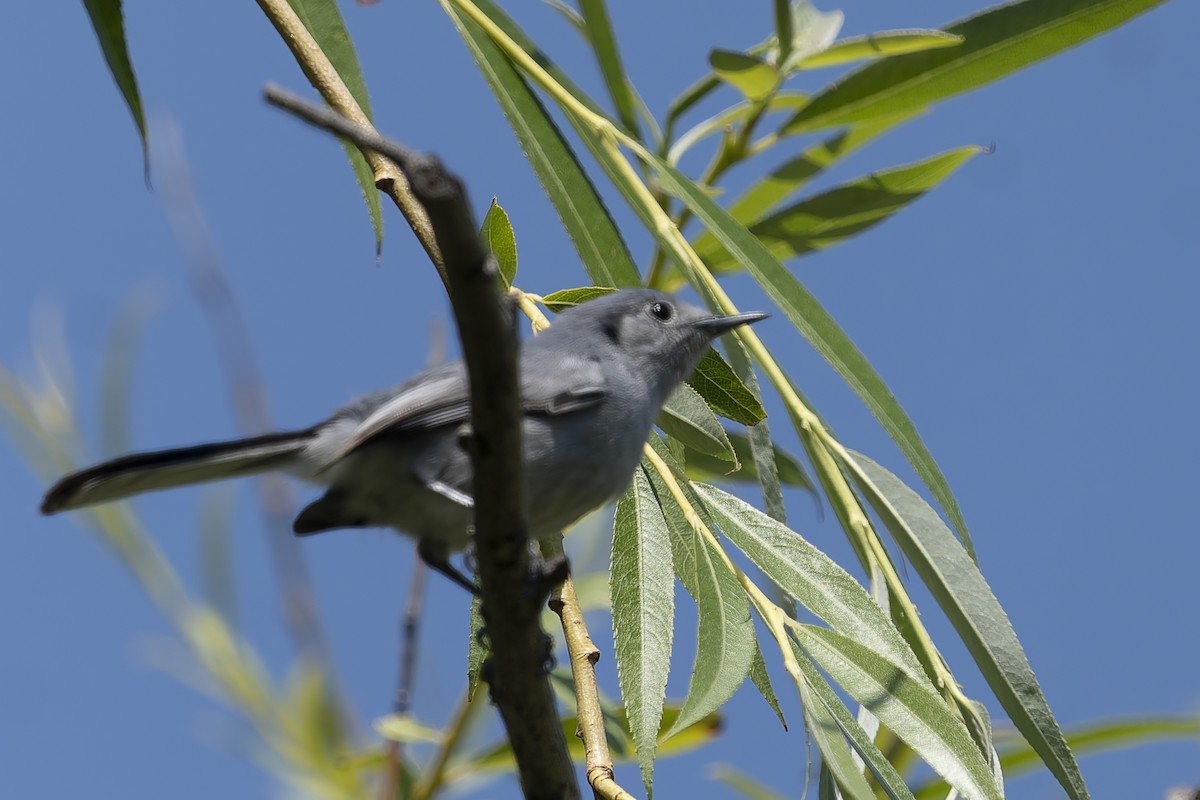 Masked Gnatcatcher - ML644639491