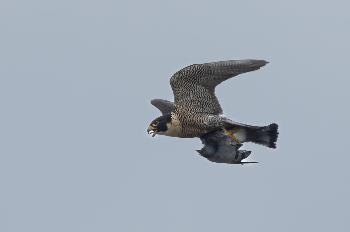 Falco pellegrino - ML644639498