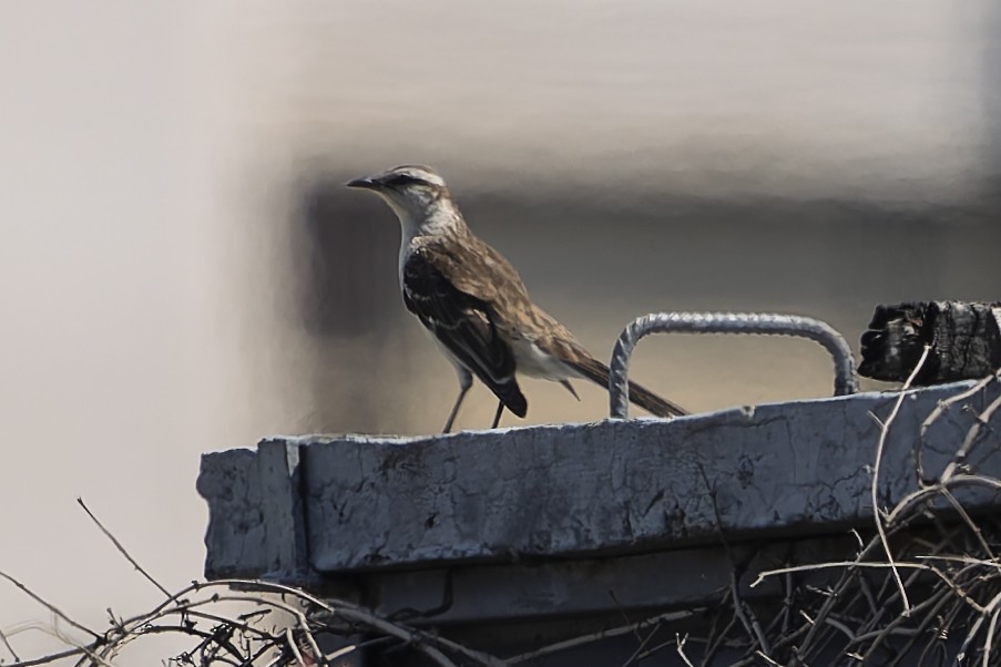 マミジロマネシツグミ - ML644639500