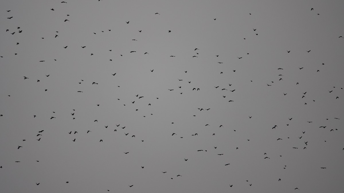 Пурпурный гракл - ML644639505