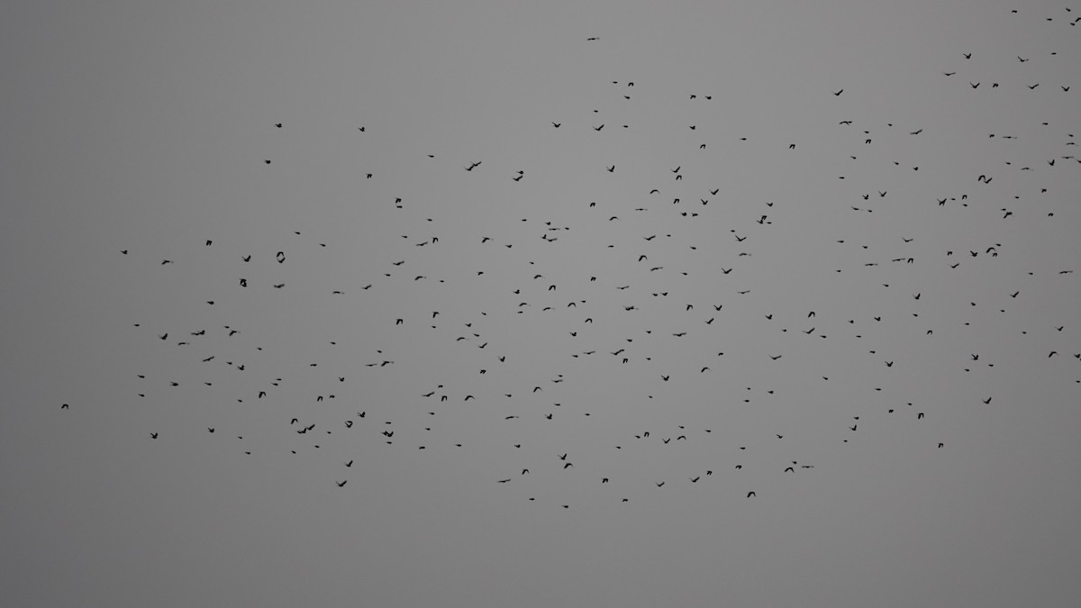 Пурпурный гракл - ML644639509