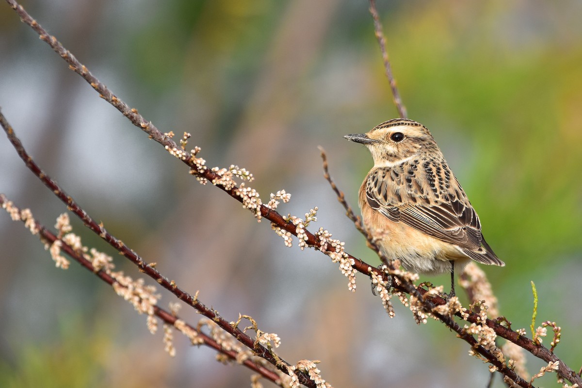 Tarier des prés - ML644639513