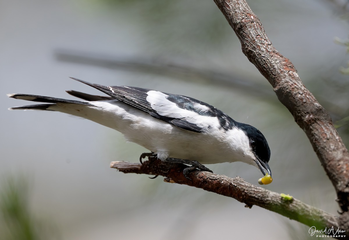 Weißflügel-Raupenfänger - ML644639514