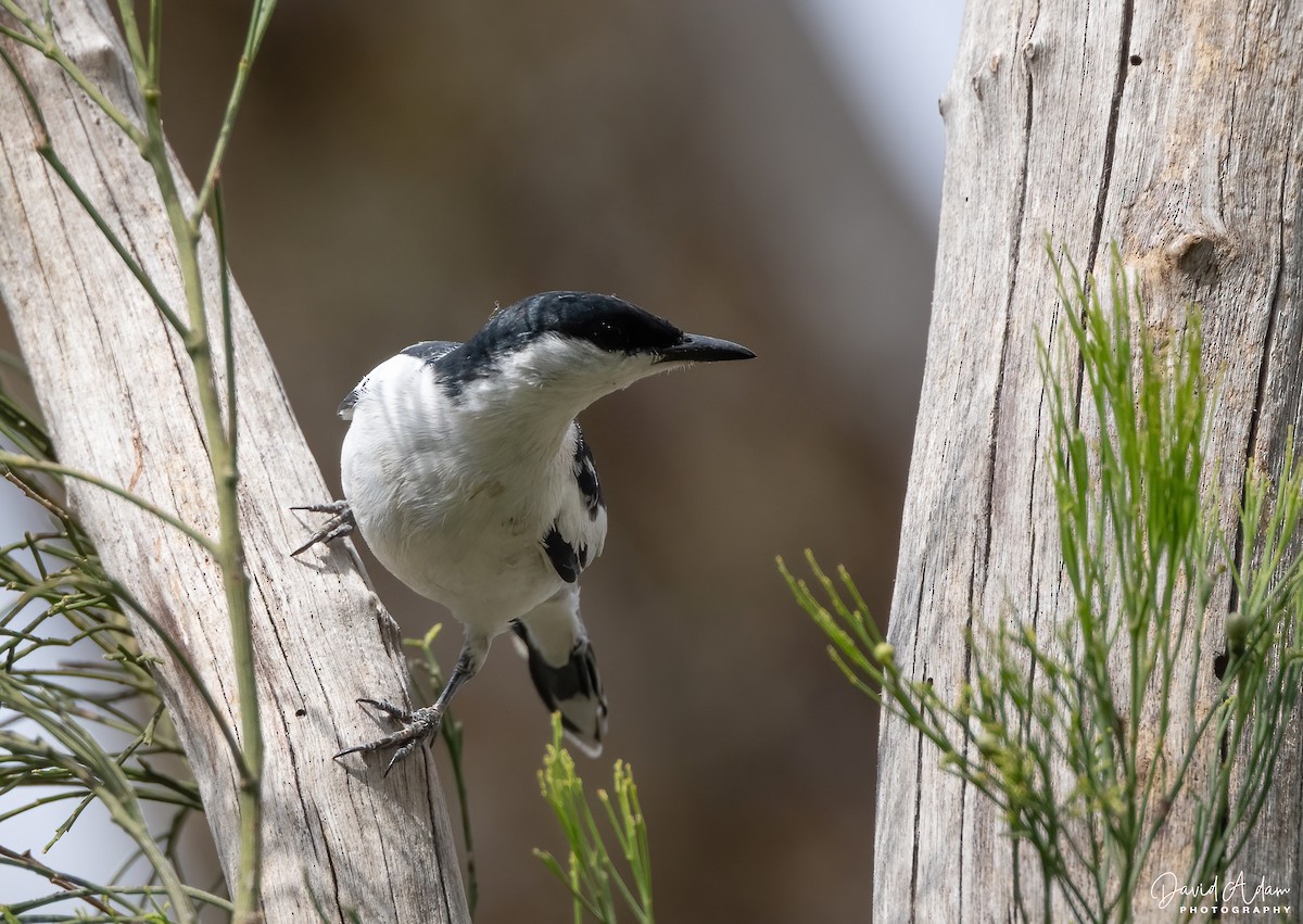 Weißflügel-Raupenfänger - ML644639516