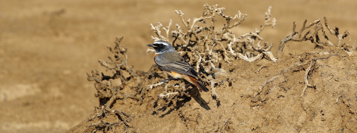 Common Redstart - ML644639518