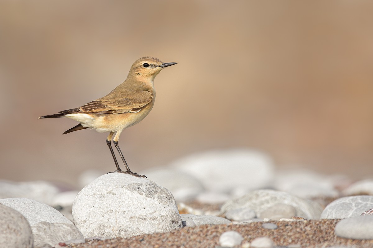 Isabellsteinschmätzer - ML644639520