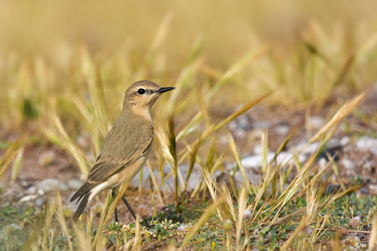 Isabellsteinschmätzer - ML644639521