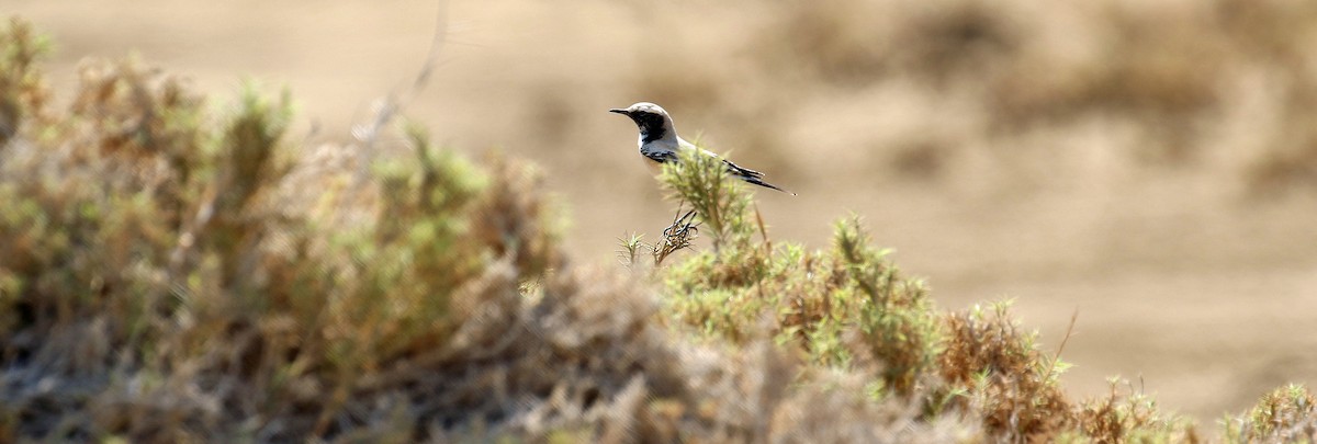 Desert Wheatear - ML644639524
