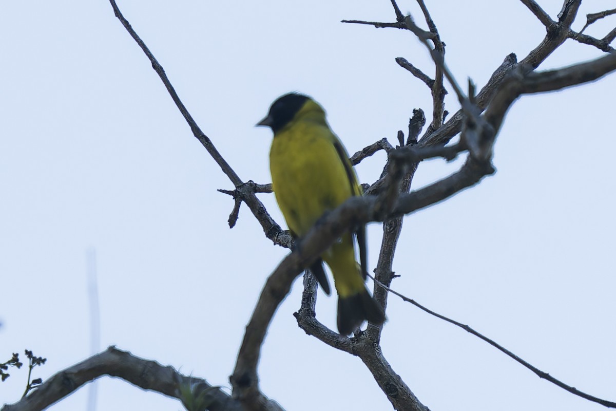 Hooded Siskin - ML644639525