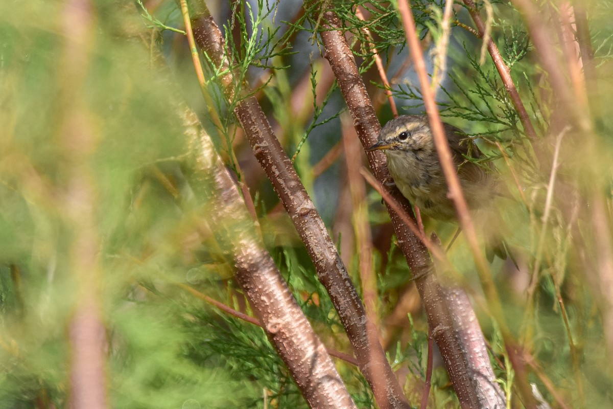עלווית כהה - ML644639527