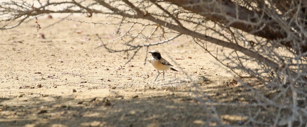Desert Wheatear - ML644639529