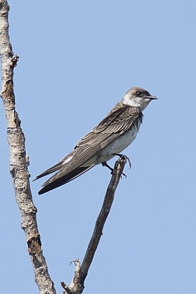 taperasvale - ML644639537