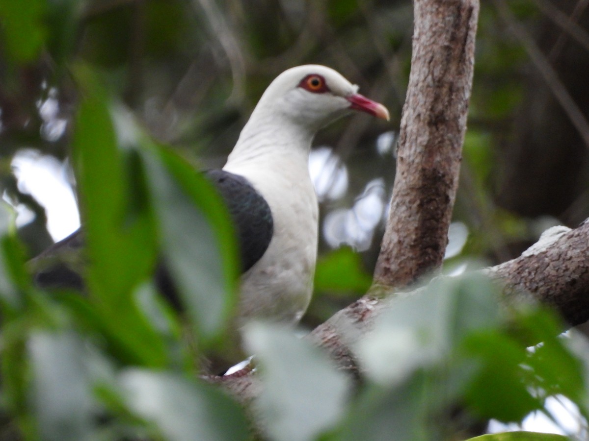 holub běloprsý - ML644639538