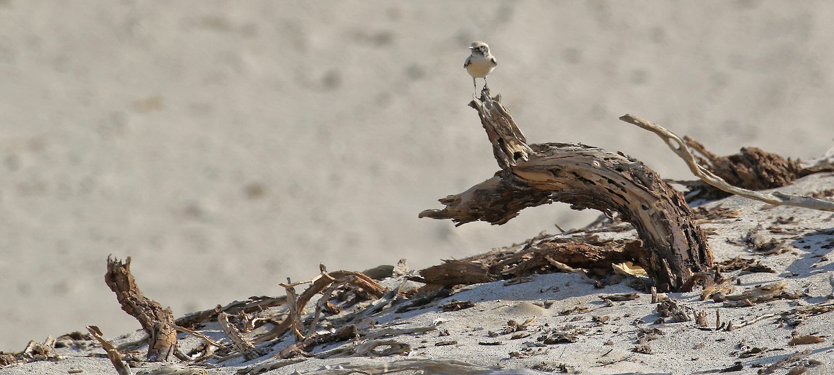 Desert Wheatear - ML644639544
