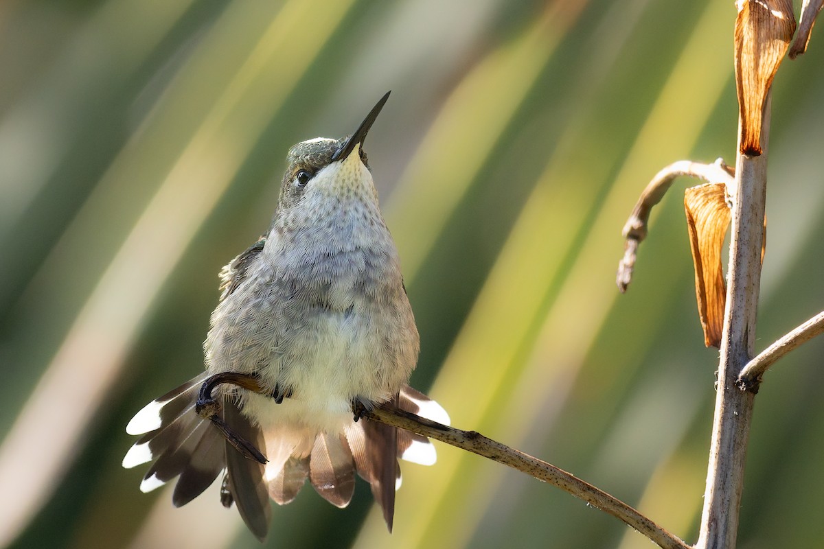 Ruby-throated Hummingbird - ML644639545