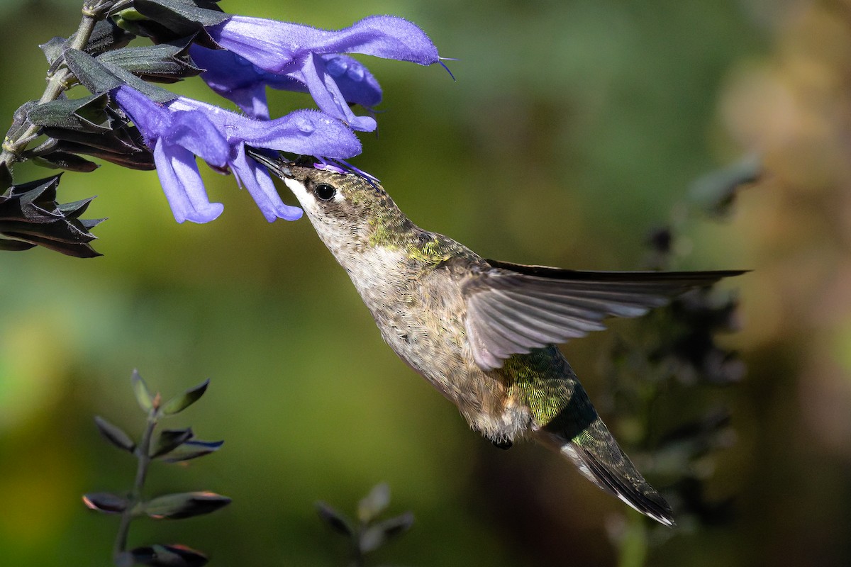 Ruby-throated Hummingbird - ML644639546