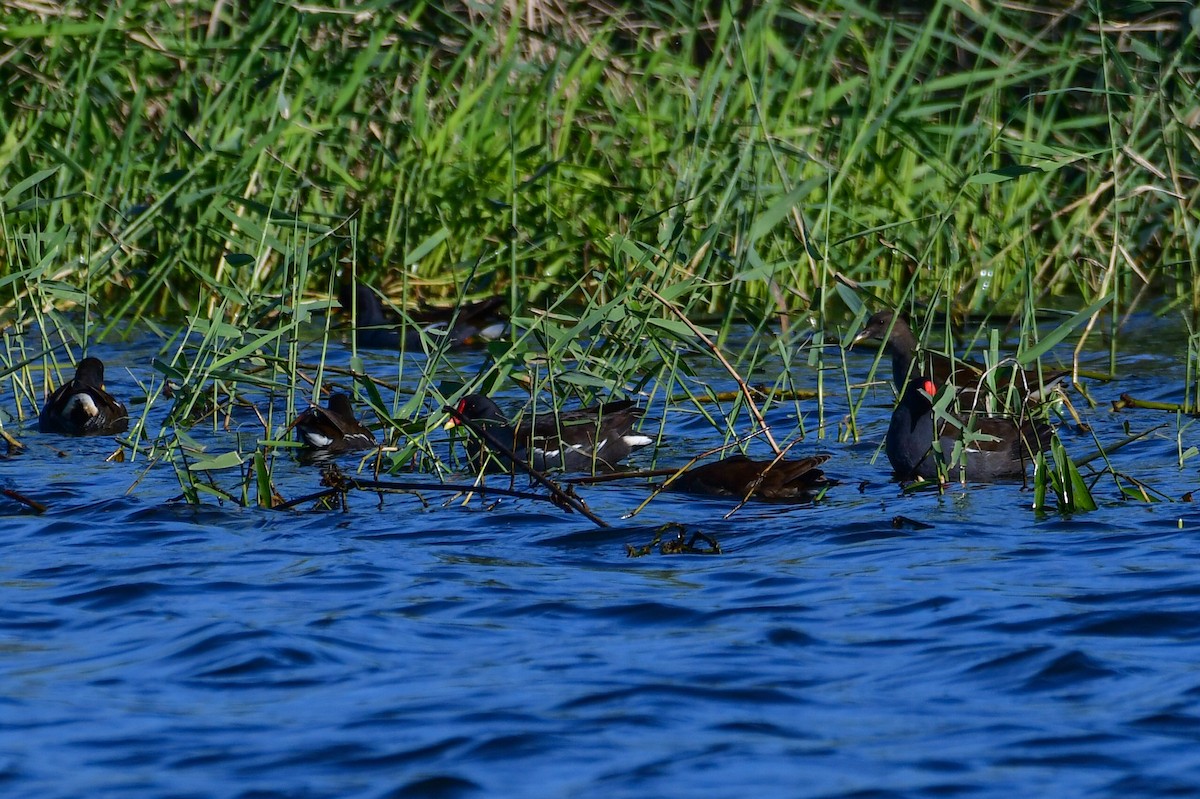 Хажилгат түнжүүр - ML644639549