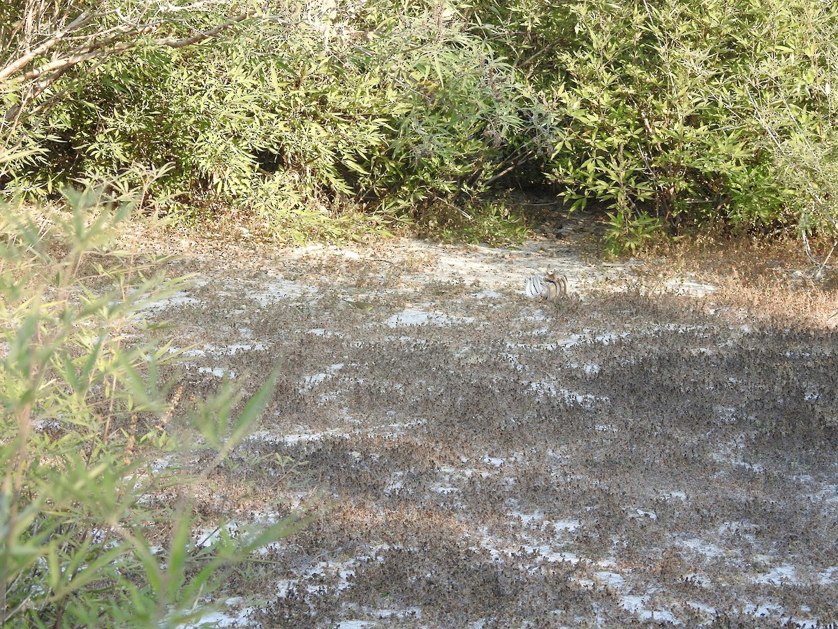 Вівчарик весняний - ML644639550