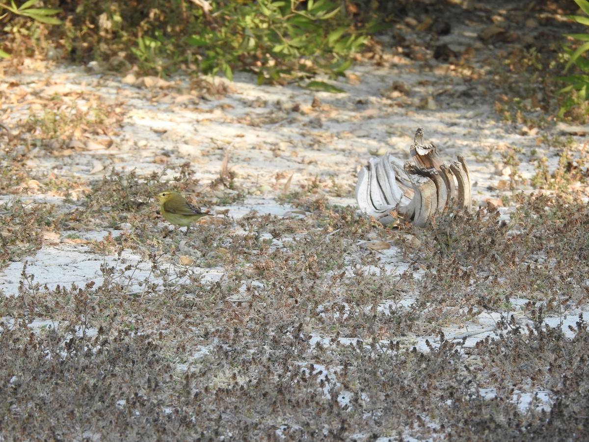 Вівчарик весняний - ML644639551