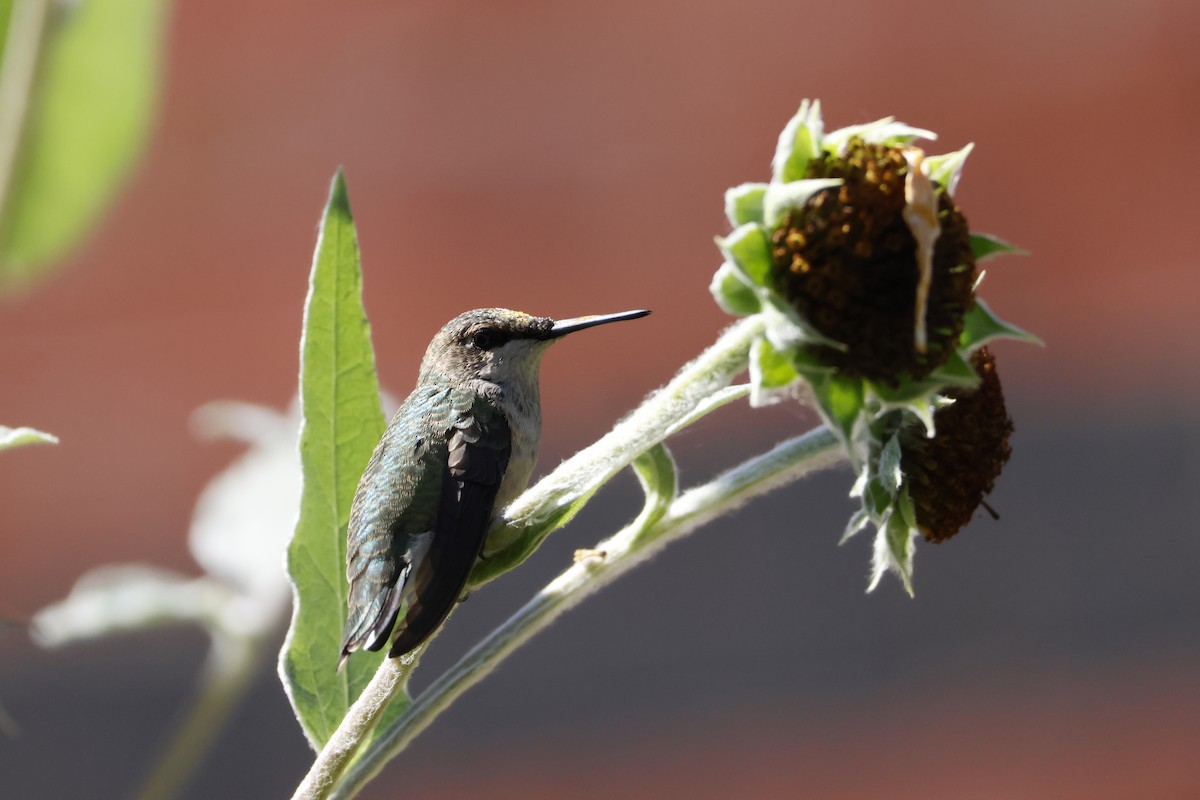 Ruby-throated Hummingbird - ML644639552