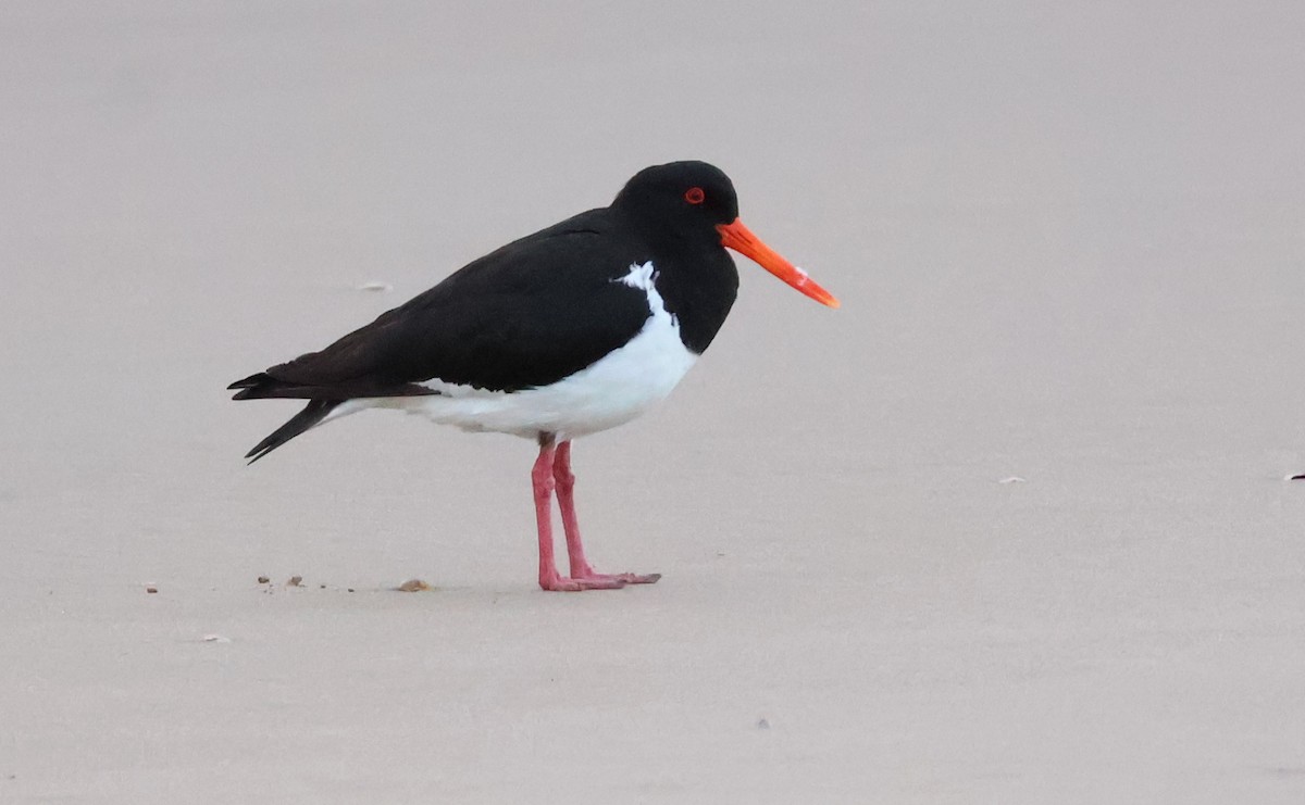 ústřičník dlouhozobý - ML644639558