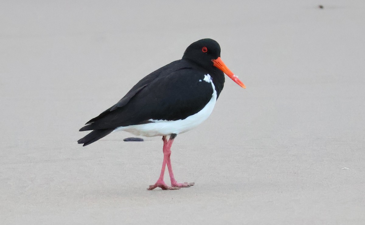 ústřičník dlouhozobý - ML644639559