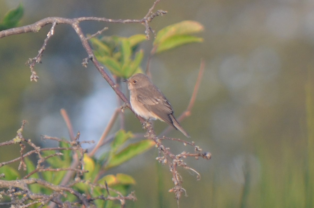 Бөртөт намнаахай - ML644639569