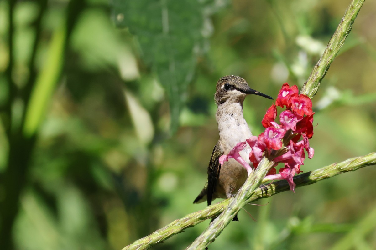 Ruby-throated Hummingbird - ML644639573