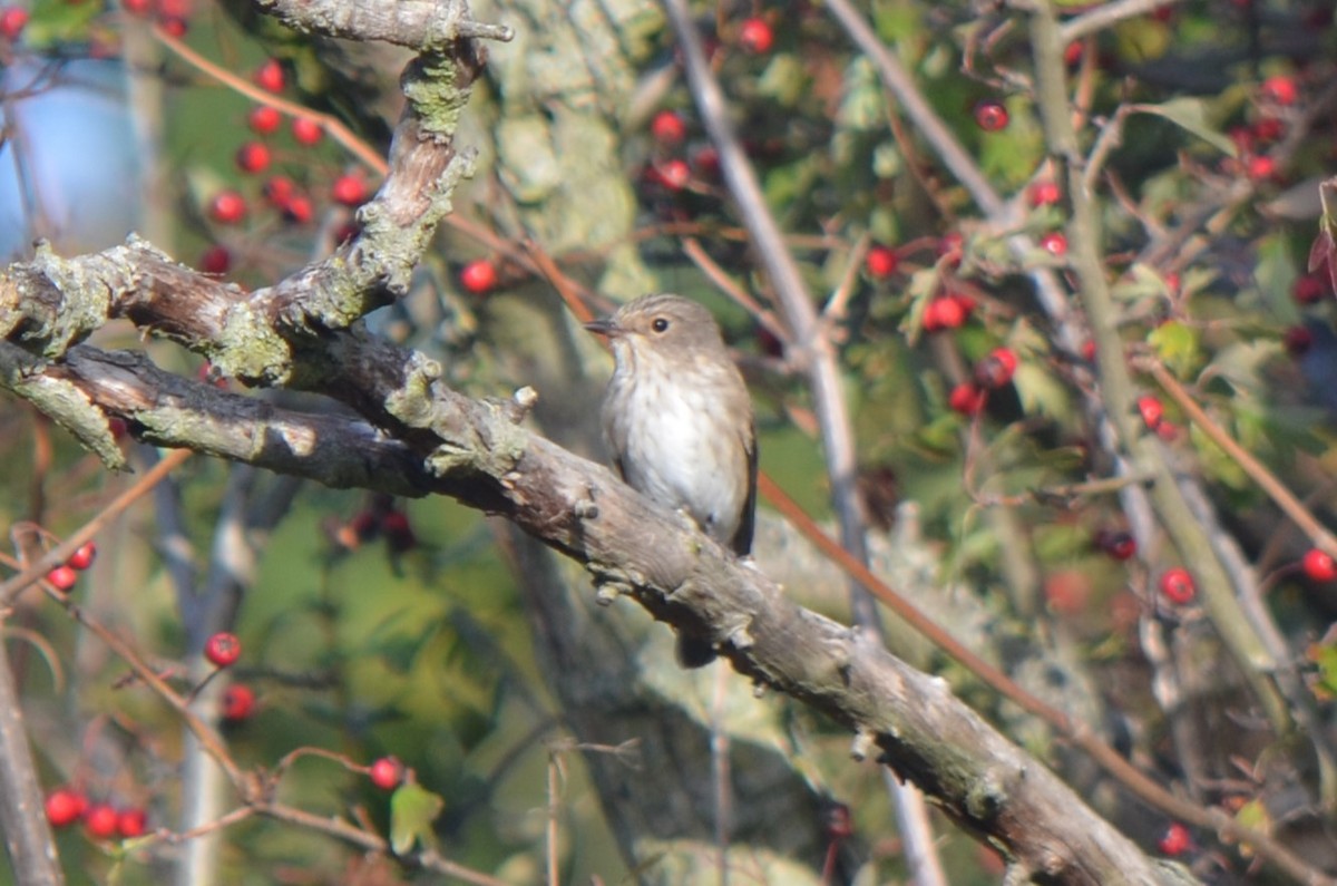 Бөртөт намнаахай - ML644639574