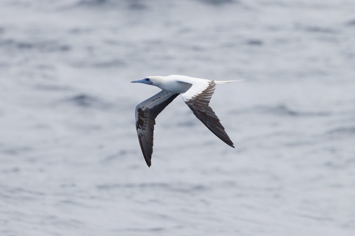 Сула червононога - ML644639581