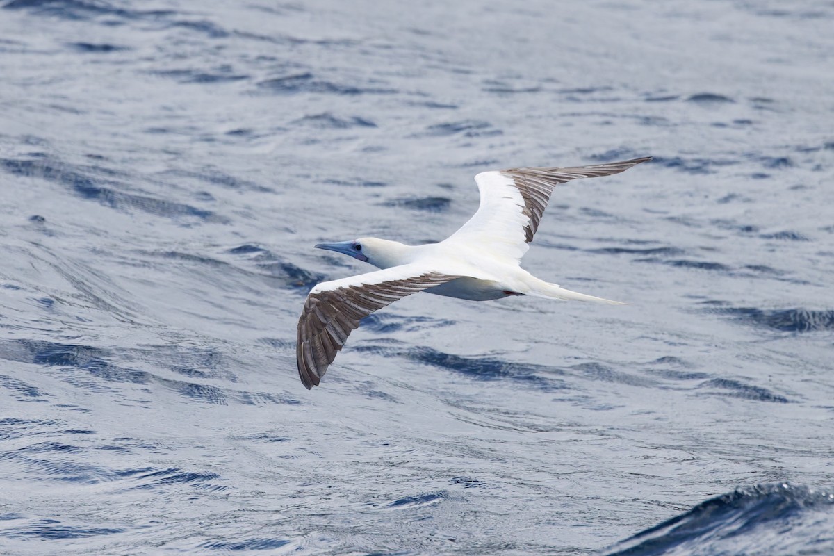 Сула червононога - ML644639583