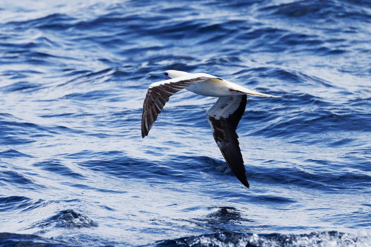 Сула червононога - ML644639594